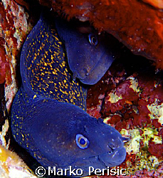 A pair of Moray-eel's(Murene helena) Calvi Corsica. by Marko Perisic 